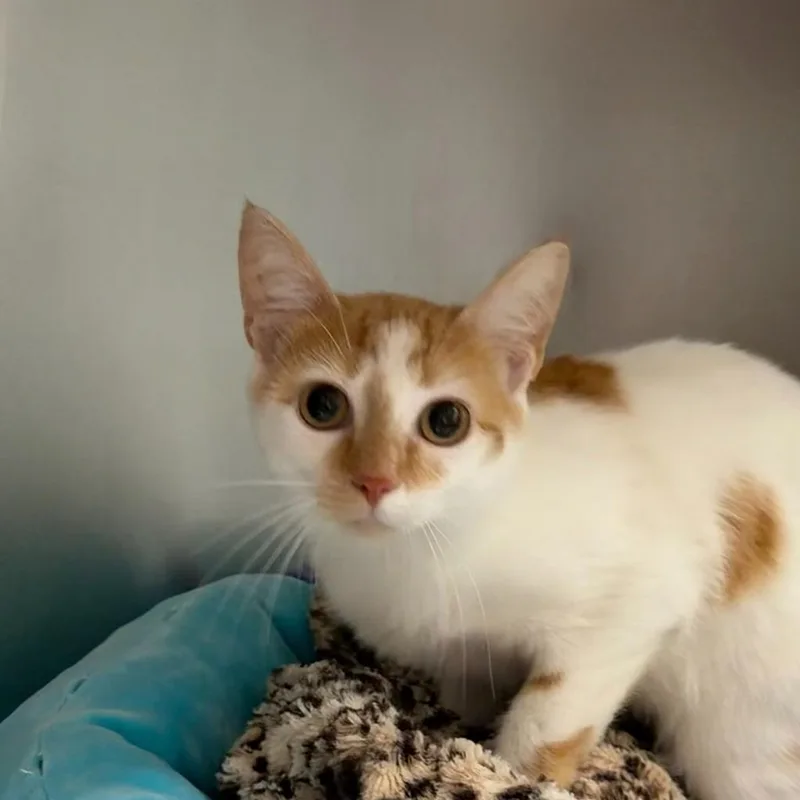 A young medium-sized female Domestic Short Hair cat named Magic Marker for adoption in State College, PA