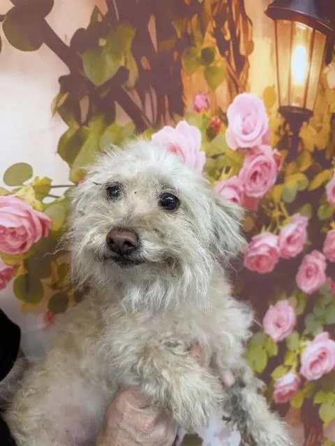 A senior small-sized female Poodle dog named Alice for adoption in San Bernardino, CA