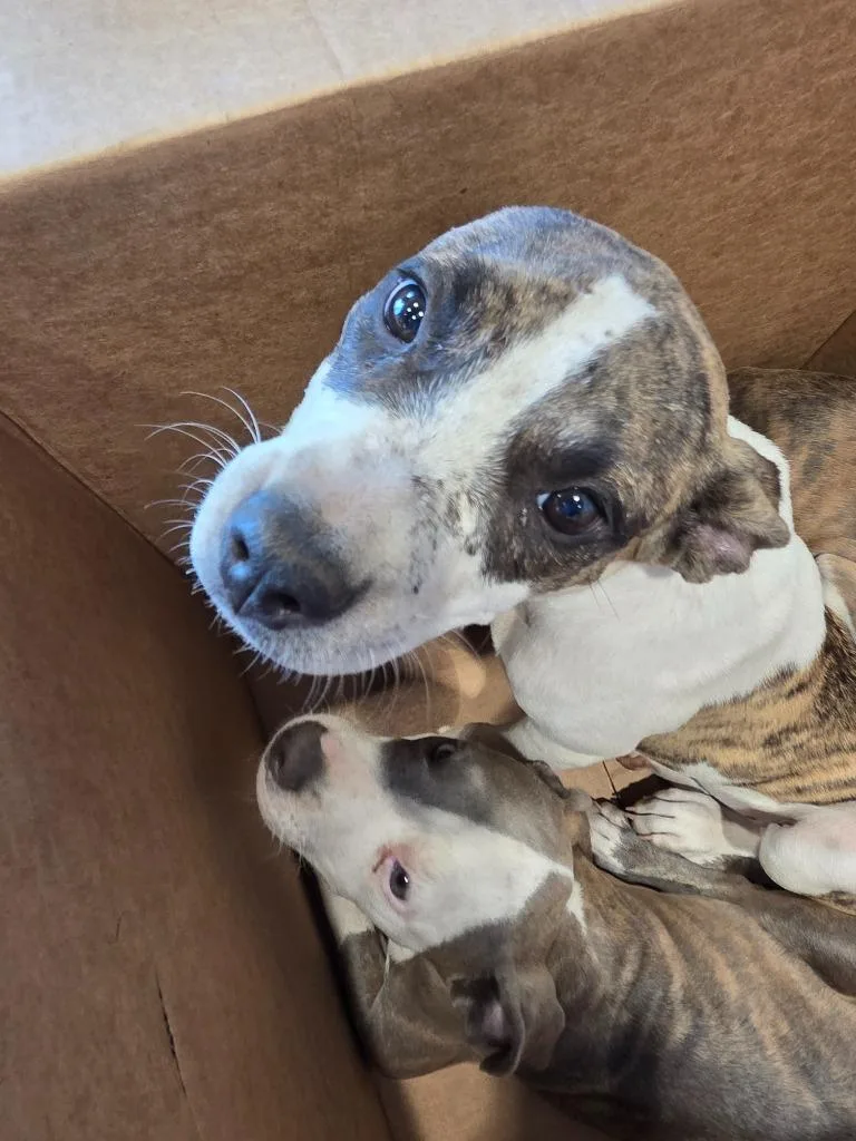 A baby medium-sized female Mixed Breed dog named Nadia for adoption in Bossier City, LA