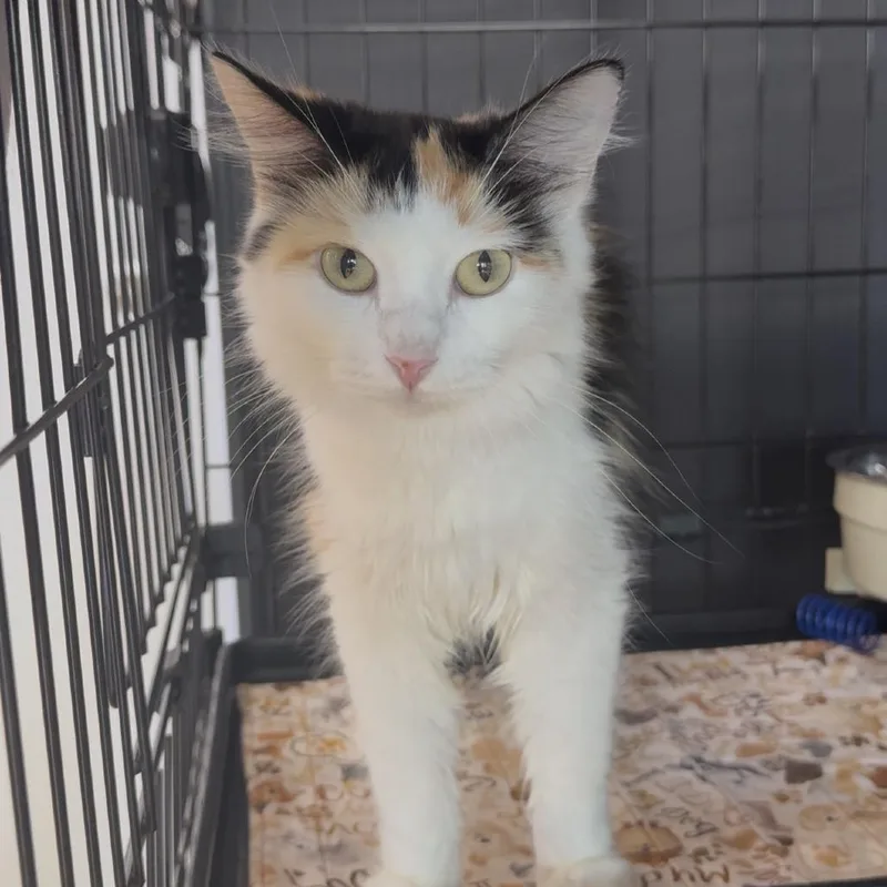 An adult small-sized female Calico Domestic Medium Hair cat named Phoebe L for adoption in Union, MO