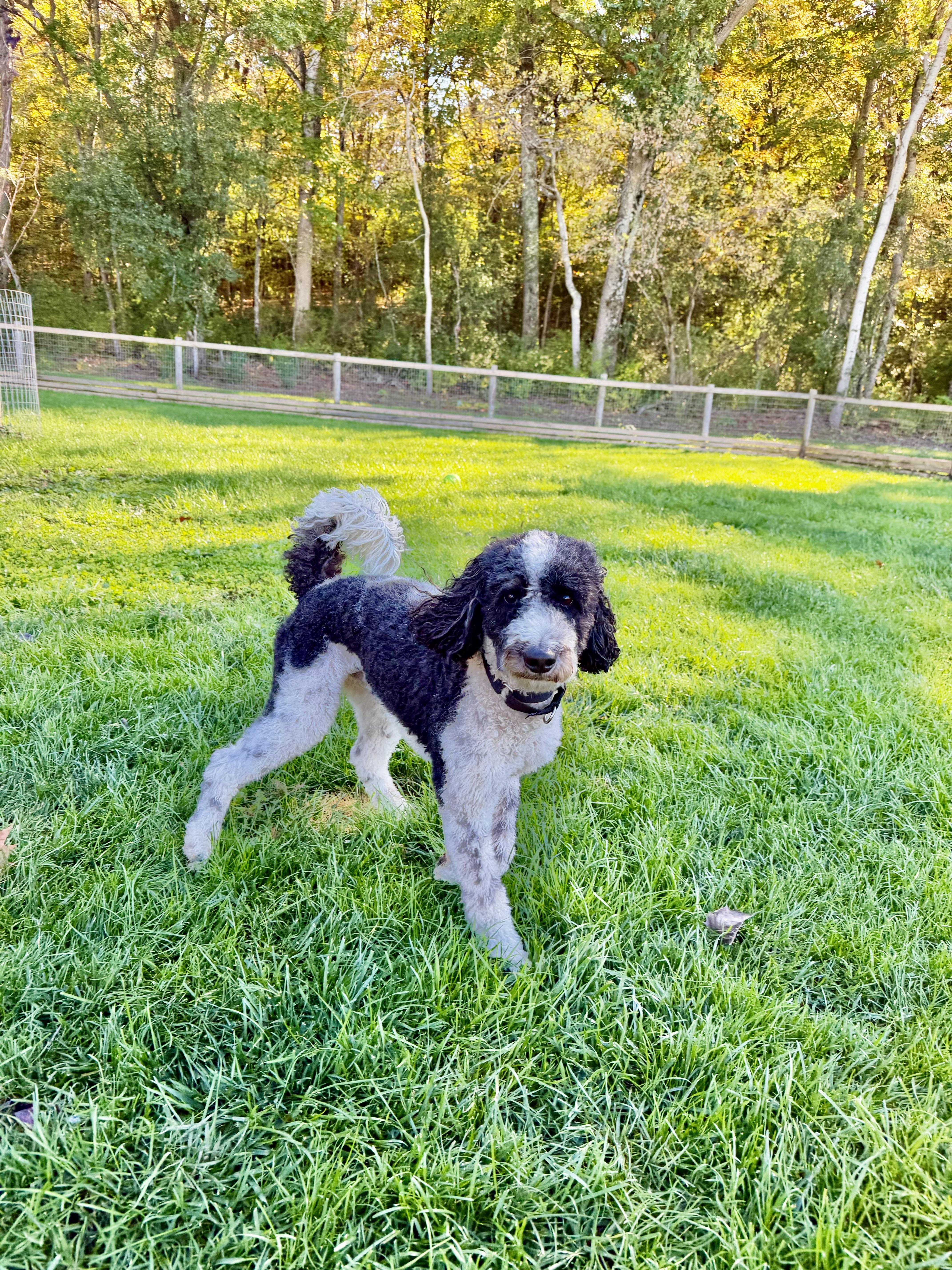 A young medium-sized male Bernedoodle dog named Chip for adoption in Waukesha , WI