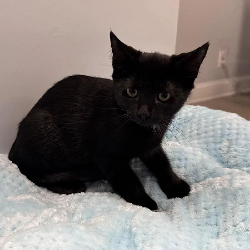 A baby small-sized female Domestic Short Hair cat named Rosalie for adoption in East Northport, NY
