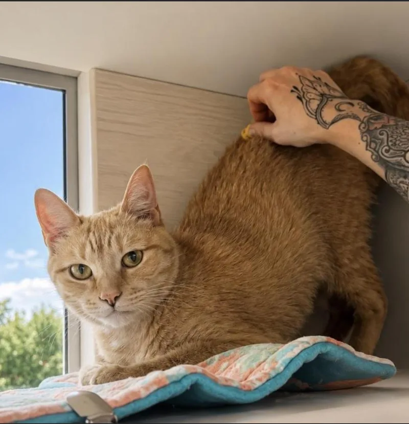 A young medium-sized female Tabby (Orange / Red) Domestic Short Hair cat named Tallulah for adoption in Long Beach, NY
