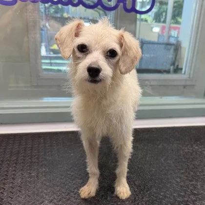 A young small-sized male Terrier dog named James Dean for adoption in Oakland, CA