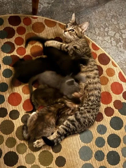 Mama C