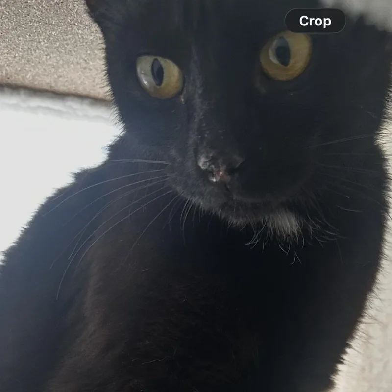 A young small-sized female Black Domestic Short Hair cat named Matilda for adoption in Ringtown, PA