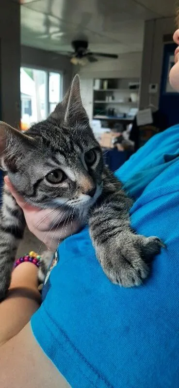 A young medium-sized male Black Domestic Short Hair cat named Brennan for adoption in Georgetown, OH