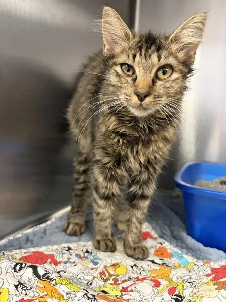 A baby small-sized female Domestic Medium Hair cat named Lillith for adoption in Morristown, TN