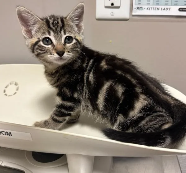 A baby medium-sized female Domestic Short Hair cat named Shirley for adoption in Oakland, CA