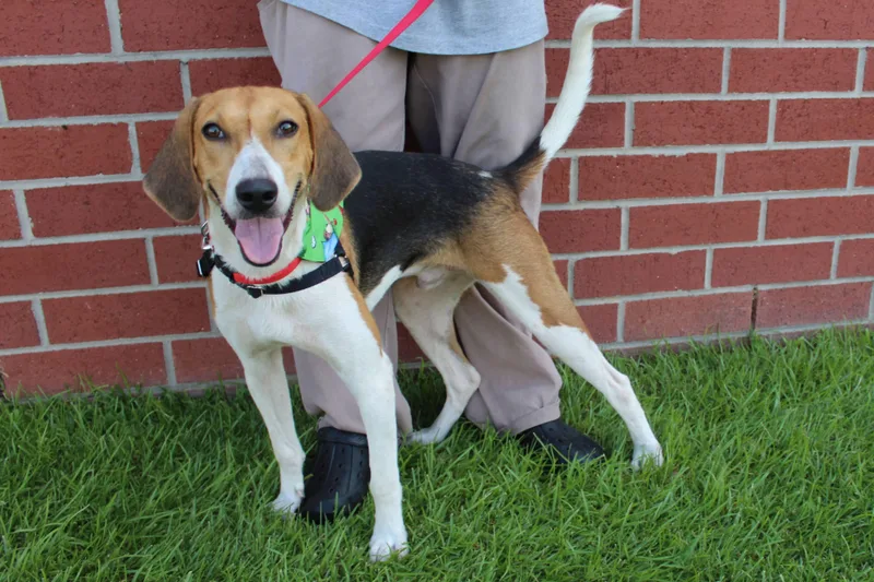 A young medium-sized male Tricolor (Brown, Black, & White) Treeing Walker Coonhound dog named Flicker for adoption in Burgaw, NC