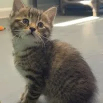 A young medium-sized female Tabby (Brown / Chocolate) Domestic Short Hair cat named Sailor for adoption in Lincoln, MI