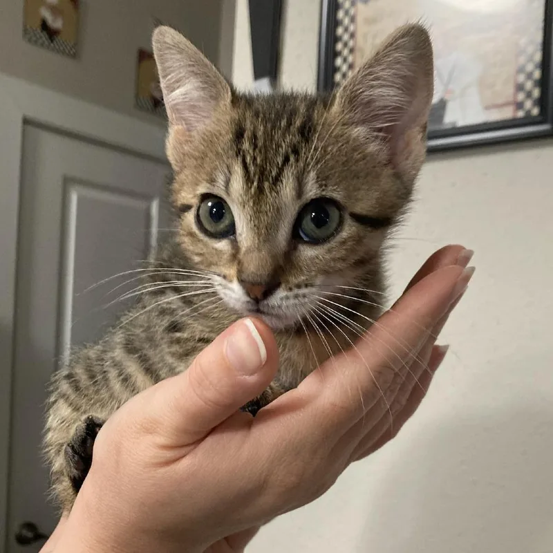 A baby small-sized female Brown / Chocolate Domestic Short Hair cat named Diva for adoption in Webster, TX