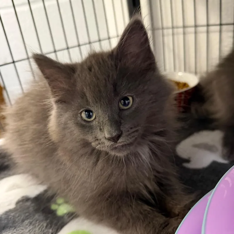 A baby small-sized male Gray / Blue / Silver Domestic Long Hair cat named Brienne for adoption in Hampton Bays, NY