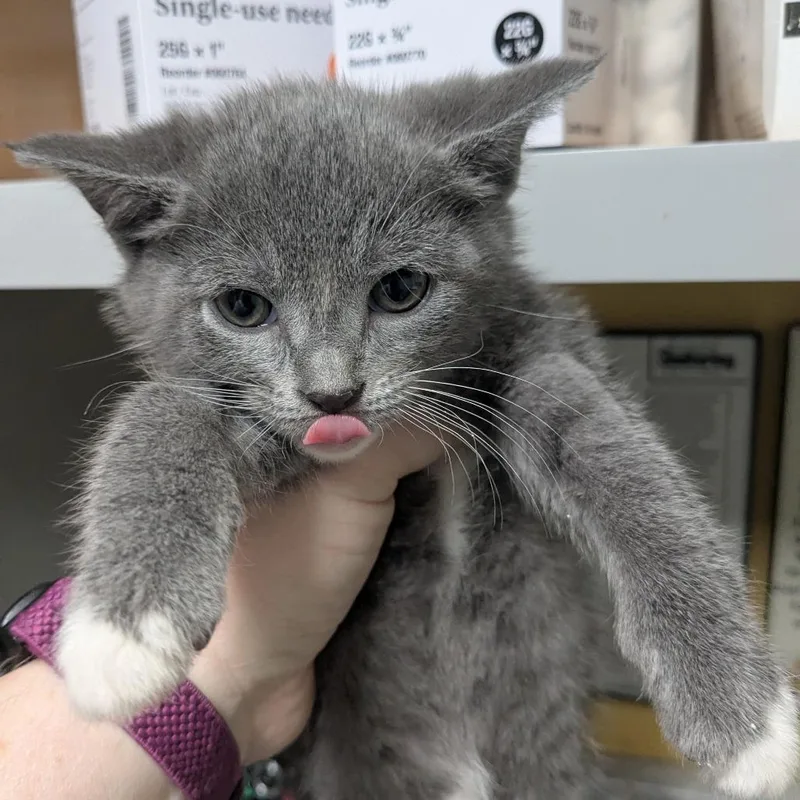 A baby small-sized female Gray / Blue / Silver Domestic Short Hair cat named Holly for adoption in Huntsville, AR
