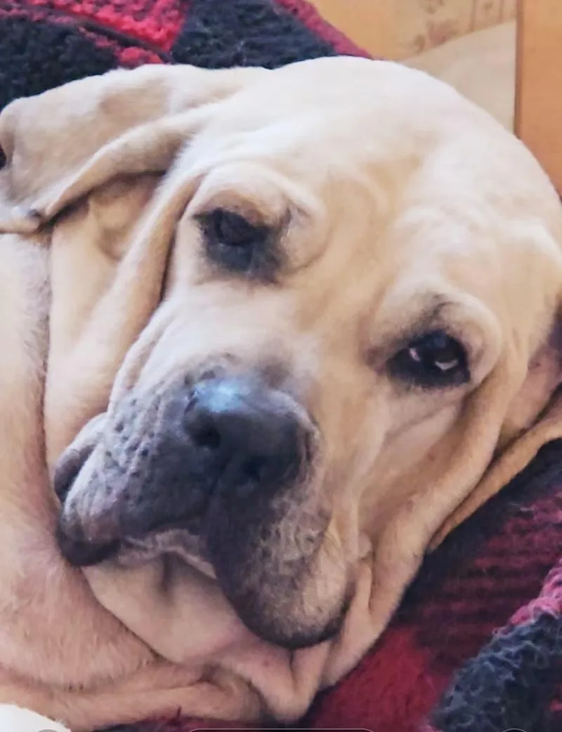 An adult large-sized female Yellow / Tan / Blond / Fawn Mastiff dog named Babe for adoption in Huntington Beach, CA