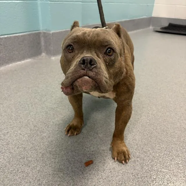 An adult small-sized female Pit Bull Terrier dog named Freya for adoption in Indianapolis, IN