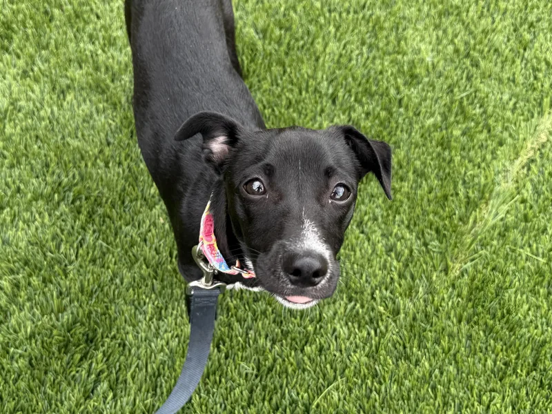 A baby small-sized male Mixed Breed dog named Pip for adoption in Evanston, IL