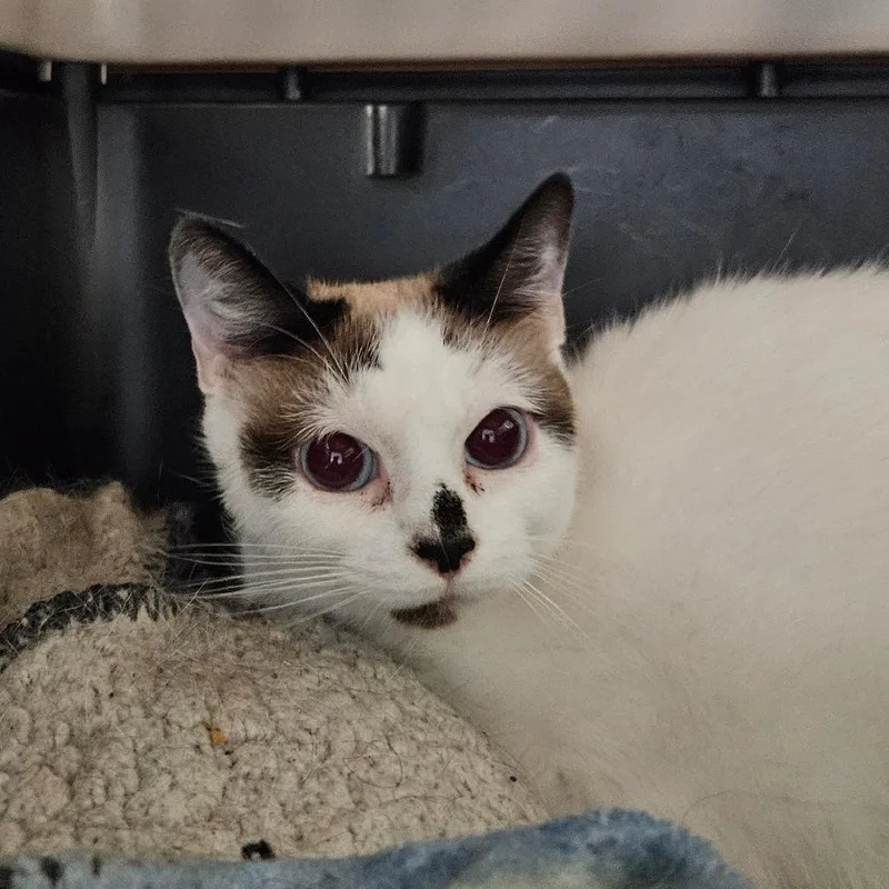 An adult medium-sized female White Domestic Short Hair cat named Dip for adoption in Greensboro, NC