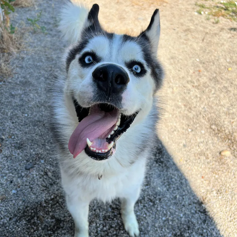 An adult large-sized male Black Siberian Husky dog named Thunder for adoption in Lindon, UT