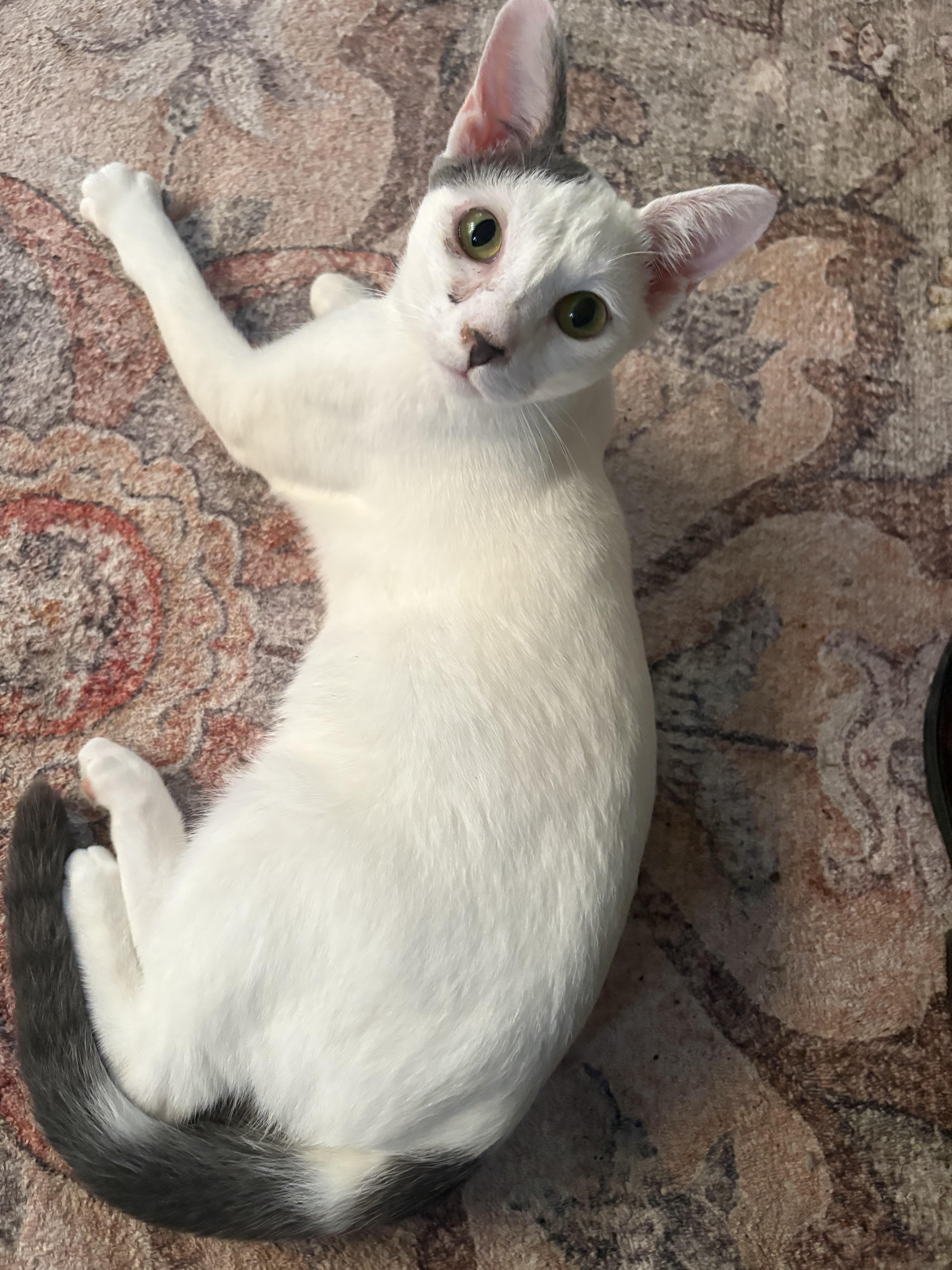 A young medium-sized male Domestic Short Hair cat named George for adoption in Toledo, OH