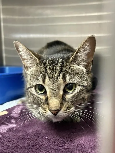 An adult medium-sized female Domestic Short Hair cat named Joan for adoption in Muskegon, MI