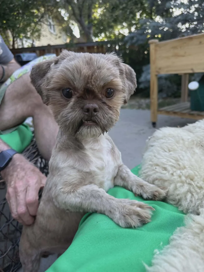 A young small-sized female Shih Tzu dog named Cassia for adoption in Boise, ID