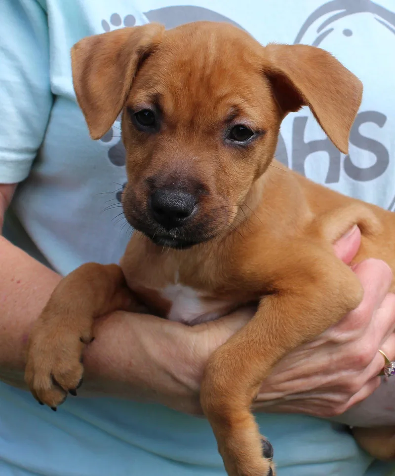 A baby medium-sized female Retriever dog named Jeanie for adoption in Prattville, AL
