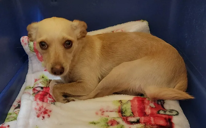 An adult small-sized female Yellow / Tan / Blond / Fawn Chihuahua dog named Pollen for adoption in Van Alstyne, TX