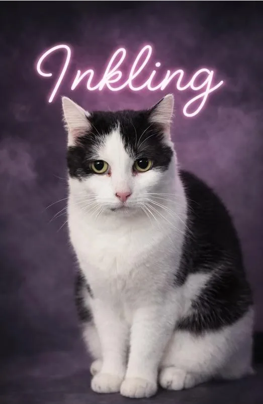 An adult medium-sized female Black American Shorthair cat named Inkling for adoption in Valley Falls, KS