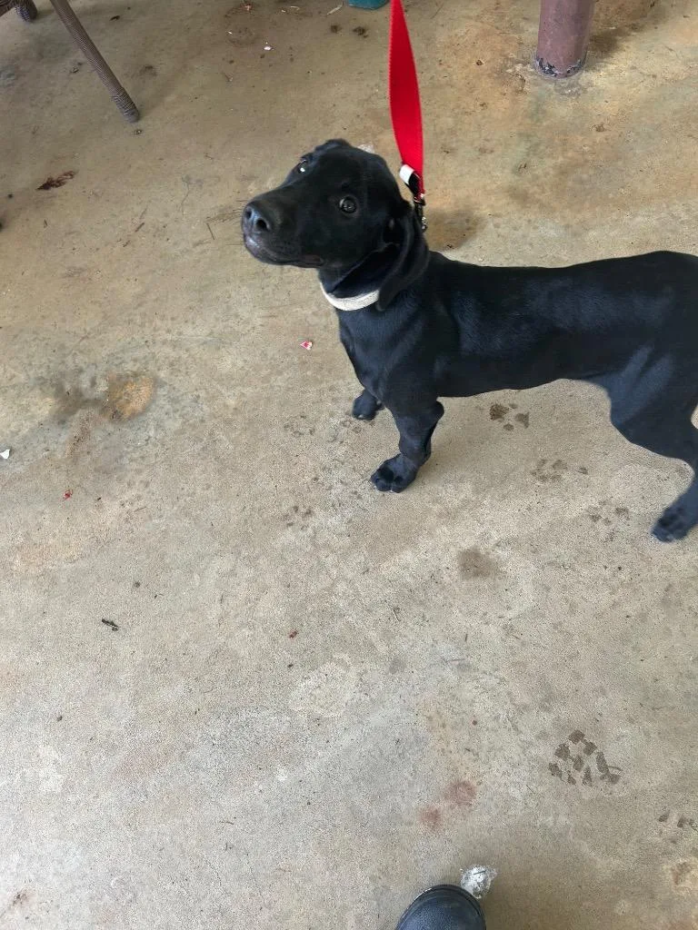 A baby small-sized female Mixed Breed dog named Mel for adoption in Oxford, NC