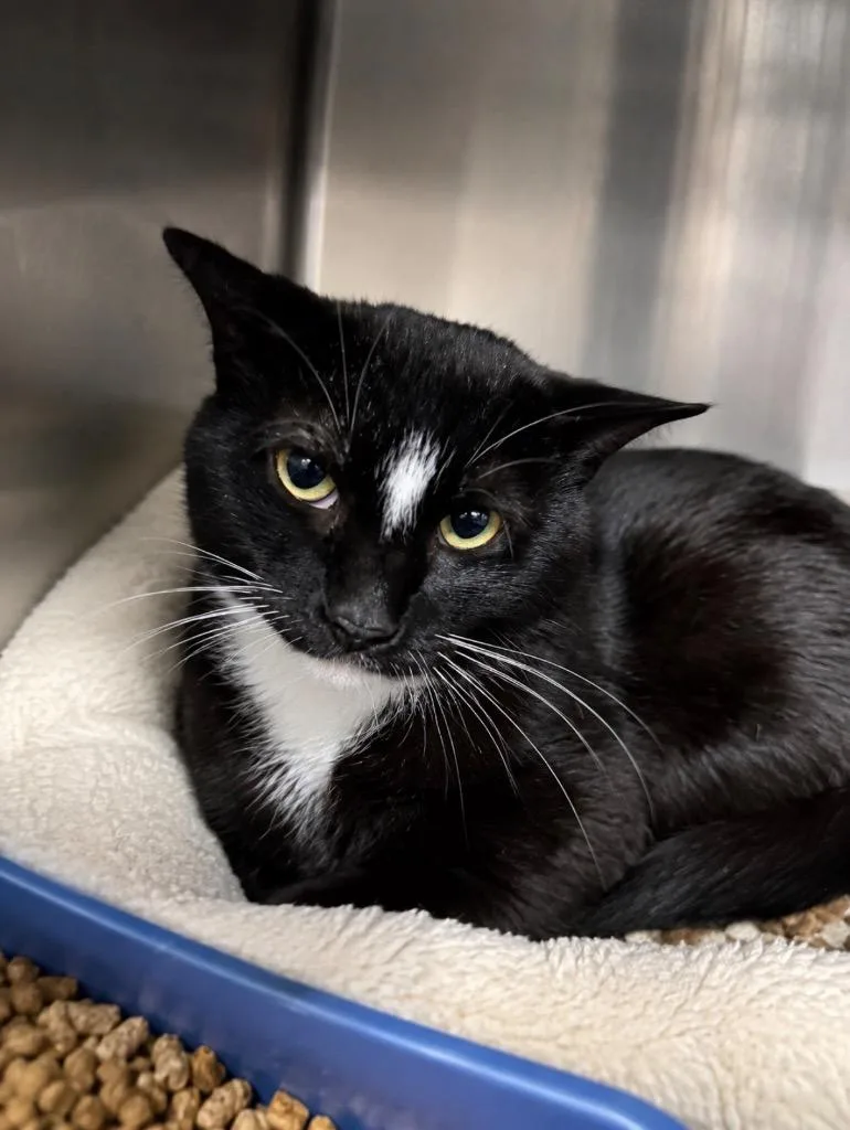 An adult medium-sized female Domestic Short Hair cat named Sasha for adoption in Huntington, IN