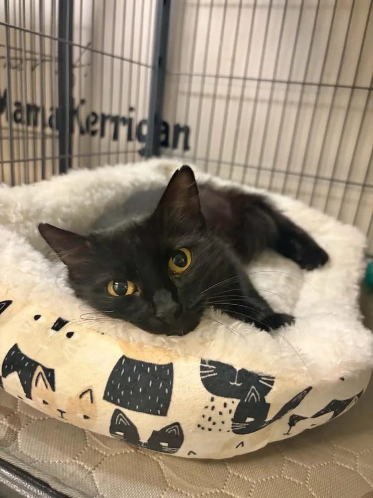 A young medium-sized female Black Domestic Long Hair cat named Satin for adoption in Clinton Township, MI