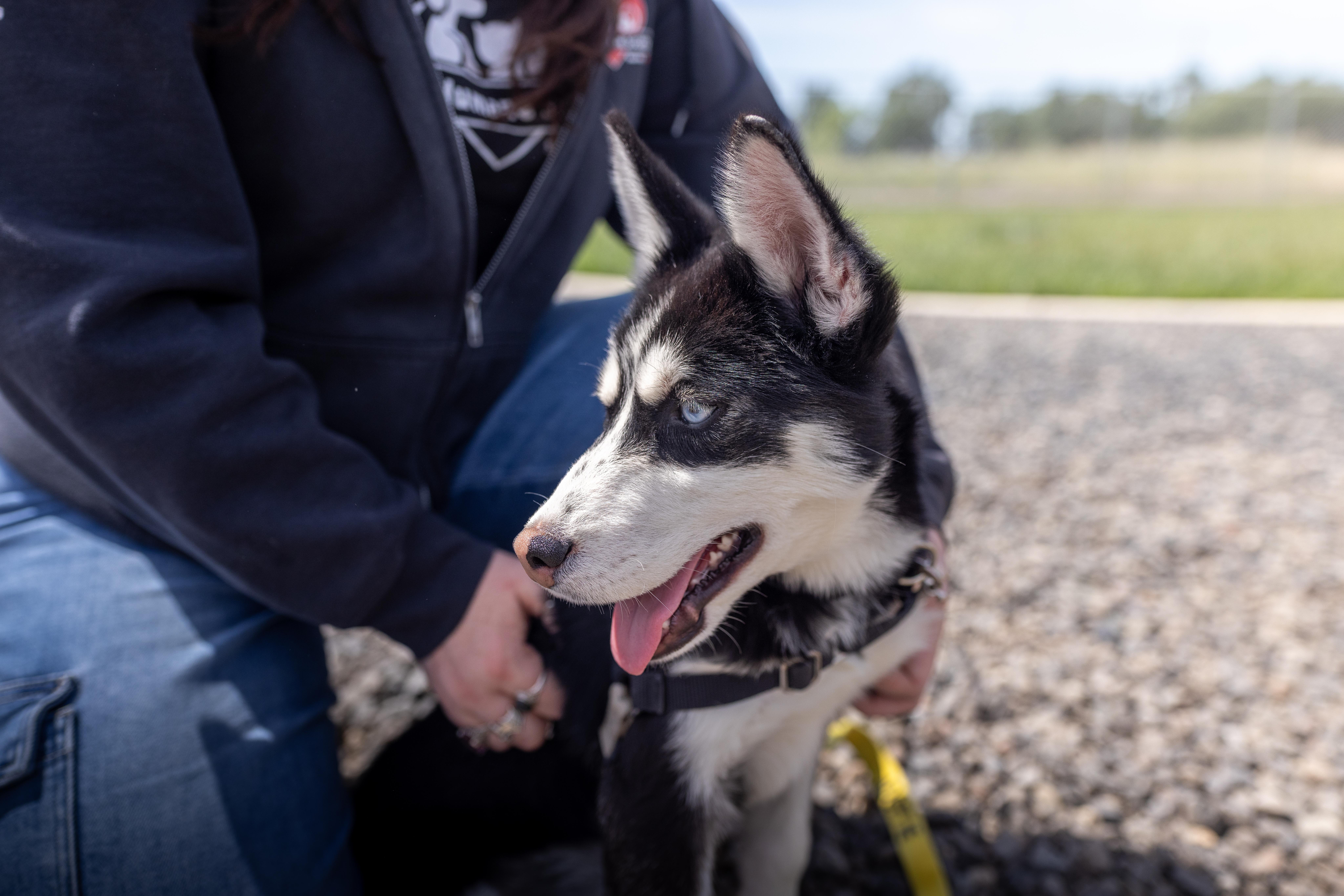 A young medium-sized female Husky dog named Winter for adoption in Chico, CA