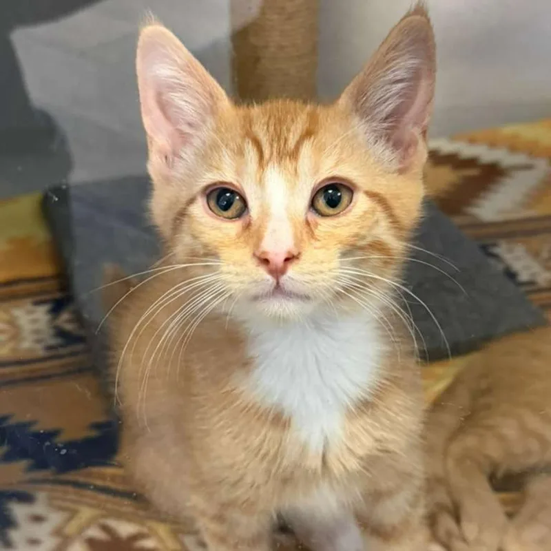 A baby medium-sized male Orange & White Domestic Short Hair cat named Dodge for adoption in Bear, DE