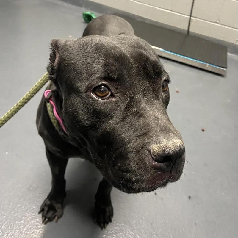 A senior medium-sized female Black Mixed Breed dog named Cornelia for adoption in Allentown, PA