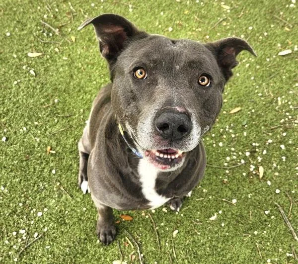 An adult large-sized male Mixed Breed dog named Creed for adoption in Austin, TX