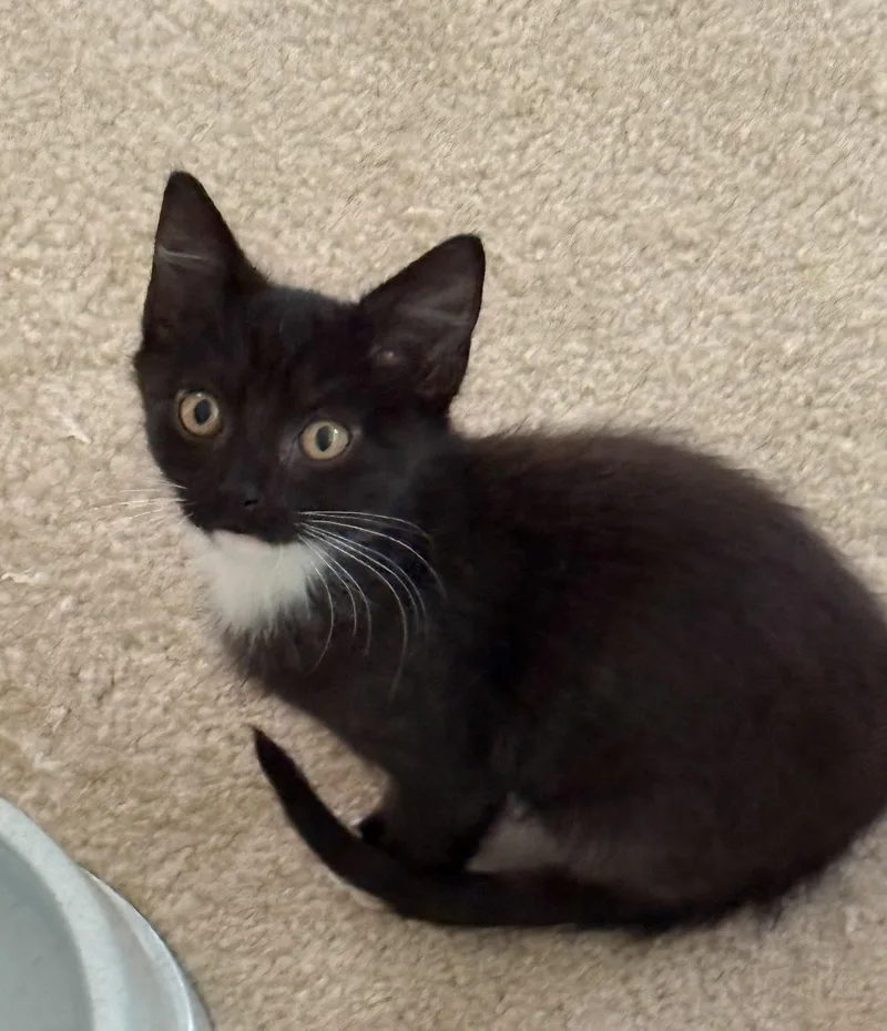 A young medium-sized male Black & White / Tuxedo Domestic Short Hair cat named Tux for adoption in Naples, FL
