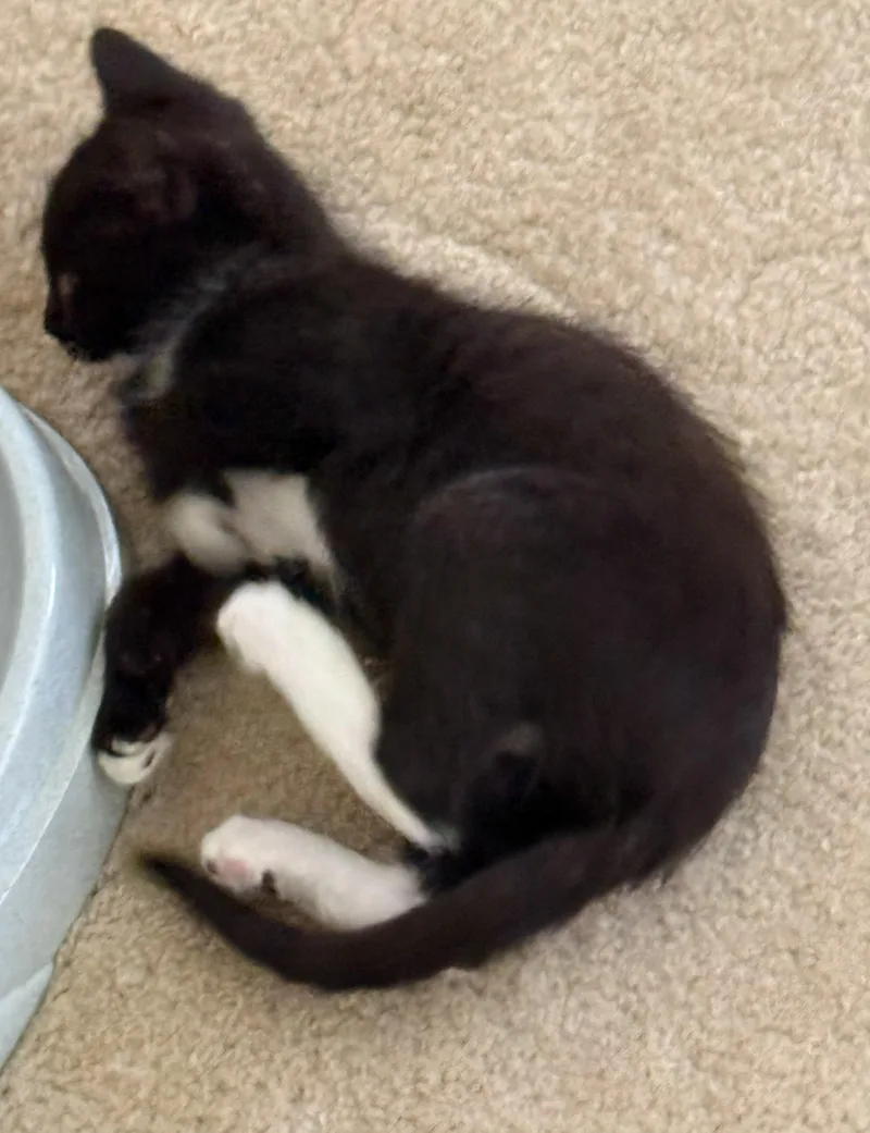 Tux thumbnail 5
