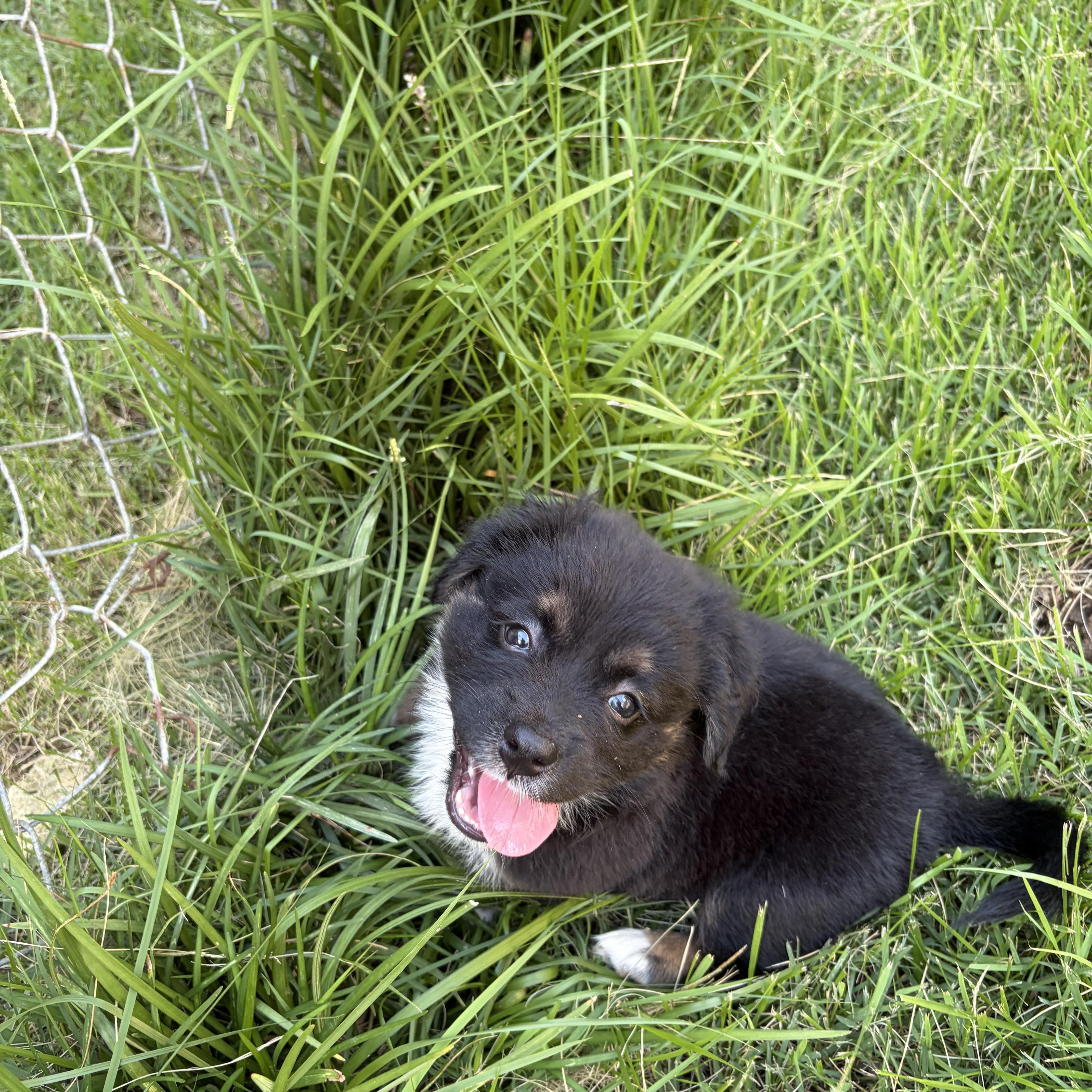 Bella