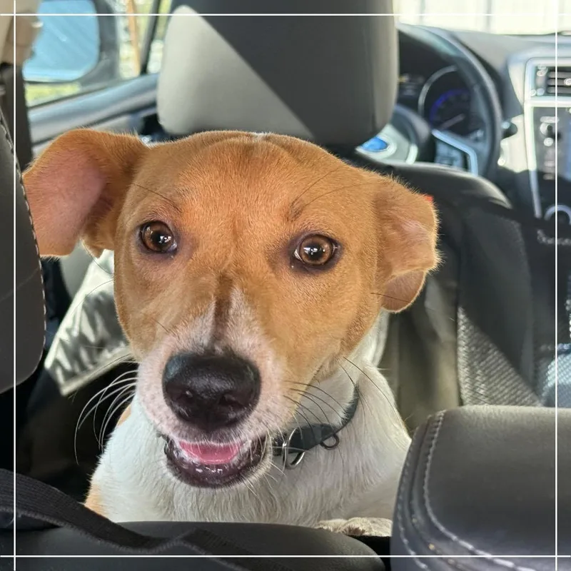 A young medium-sized female Apricot / Beige Jack Russell Terrier dog named Peanut for adoption in Chandler, AZ