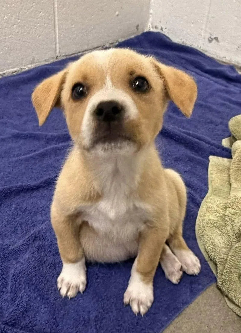 A young medium-sized female Mixed Breed dog named Jelly Fish for adoption in Sanford, NC