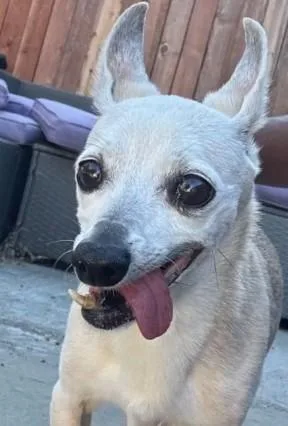 A senior medium-sized female Chihuahua dog named A for adoption in Tracy, CA