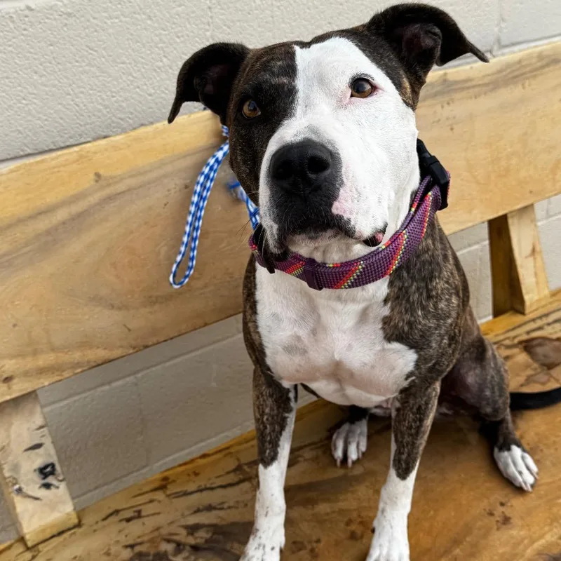 An adult small-sized female Pit Bull Terrier dog named Caddie for adoption in Midland, TX
