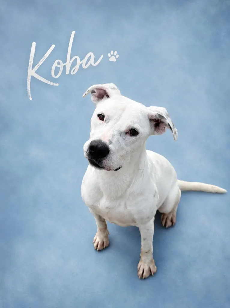 Koba