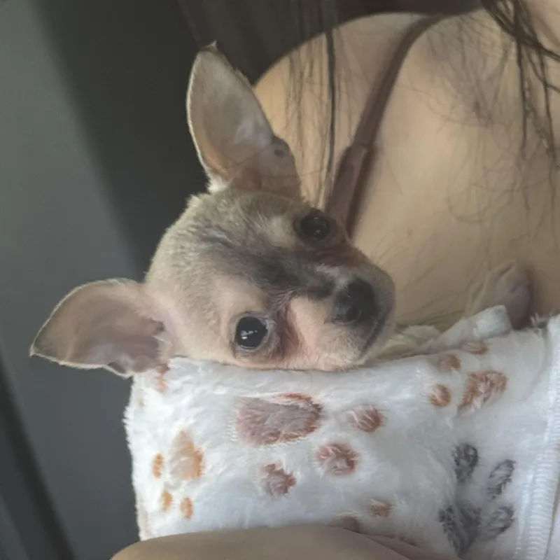 Ronnie thumbnail 3