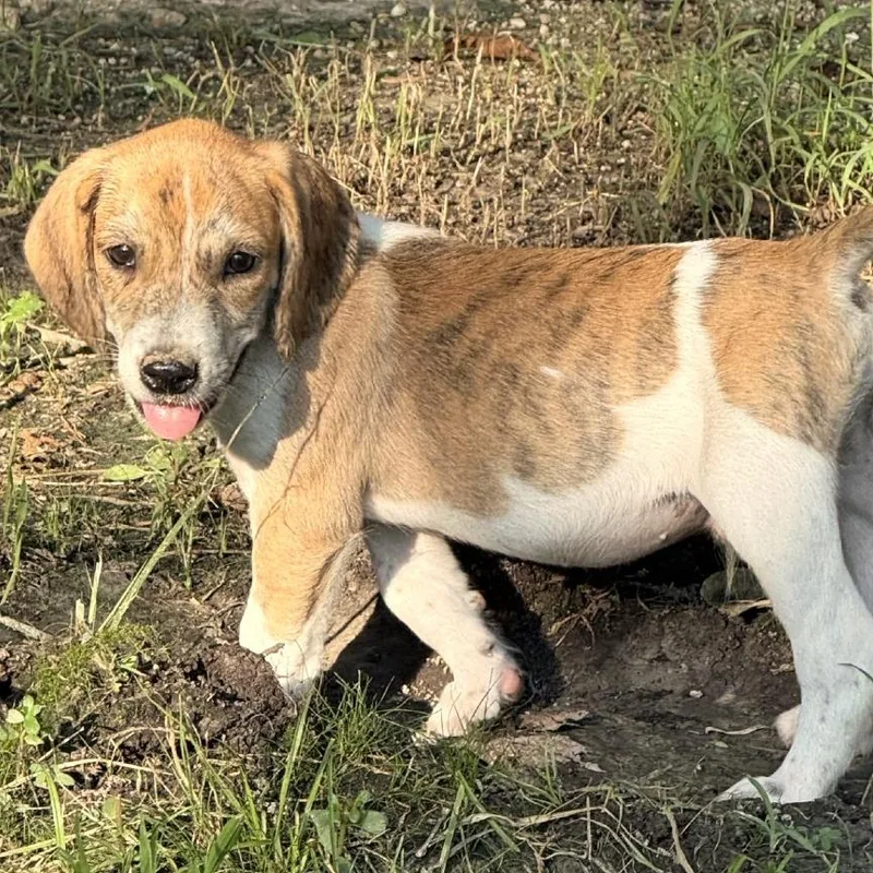 A young small-sized male Brown / Chocolate Plott Hound dog named Rufus Fc for adoption in Union, MO
