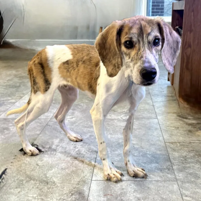 Rufus Fc thumbnail 2