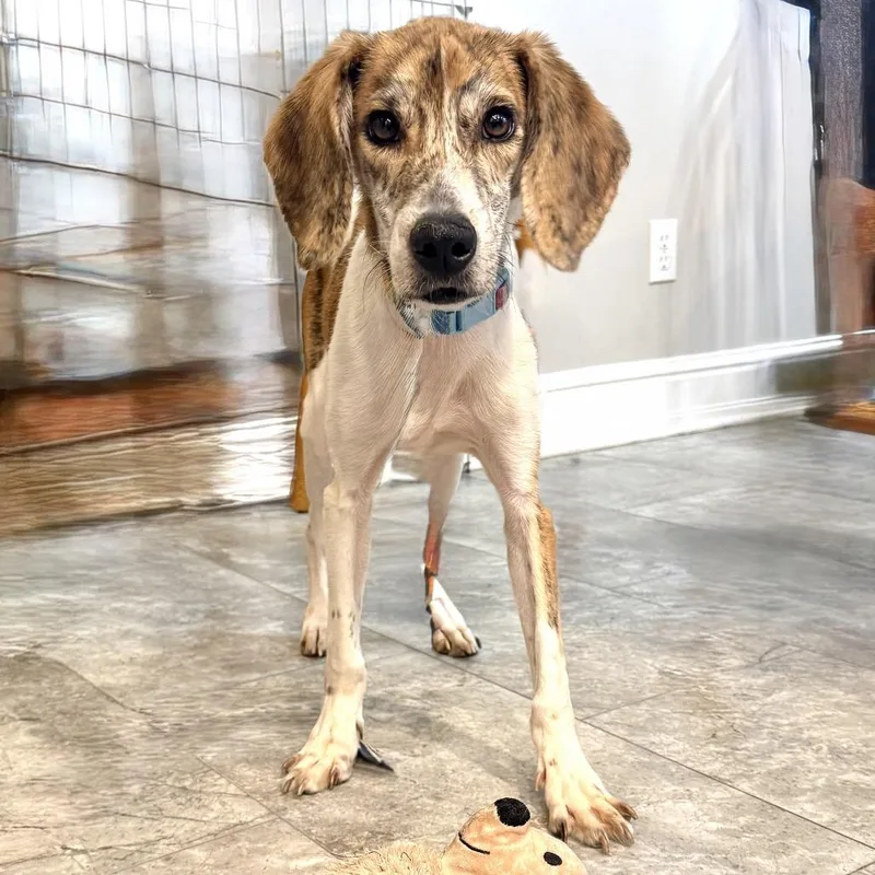 Rufus Fc thumbnail 3