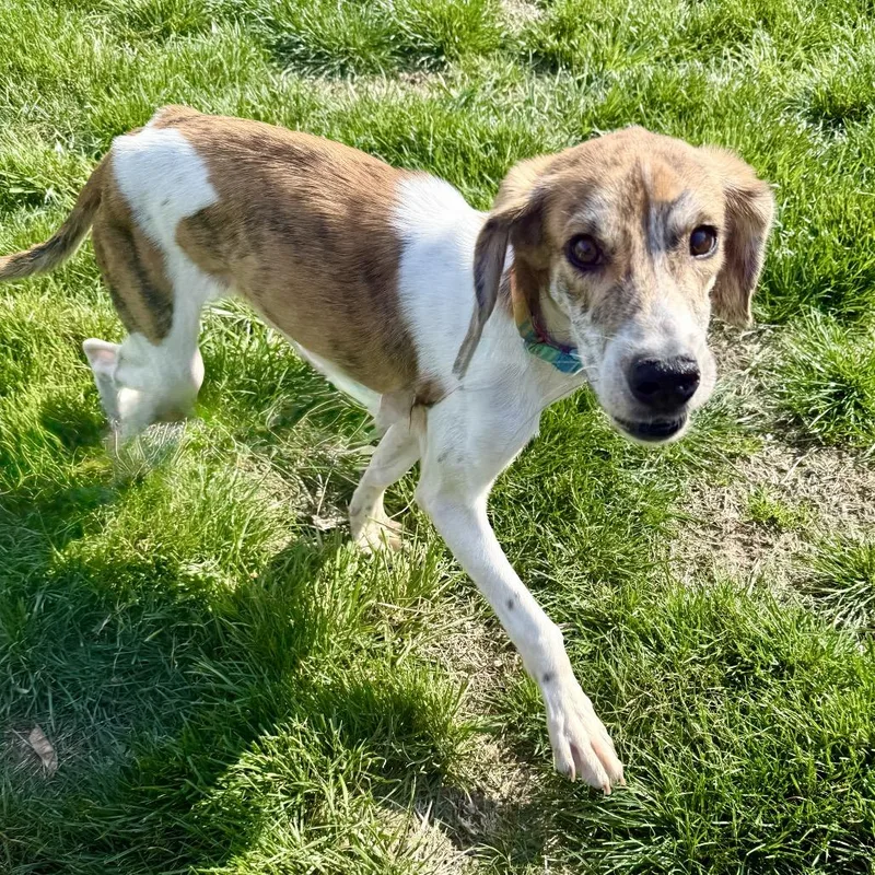 Rufus Fc thumbnail 4