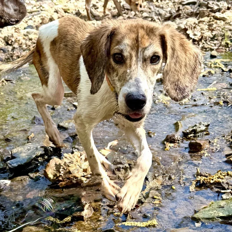 Rufus Fc thumbnail 5